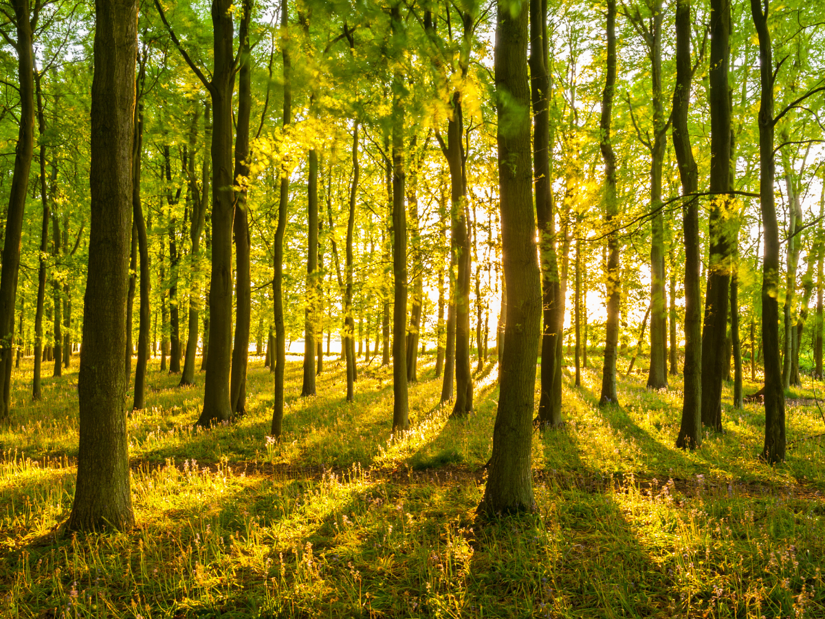 scattering ashes in Hertfordshire