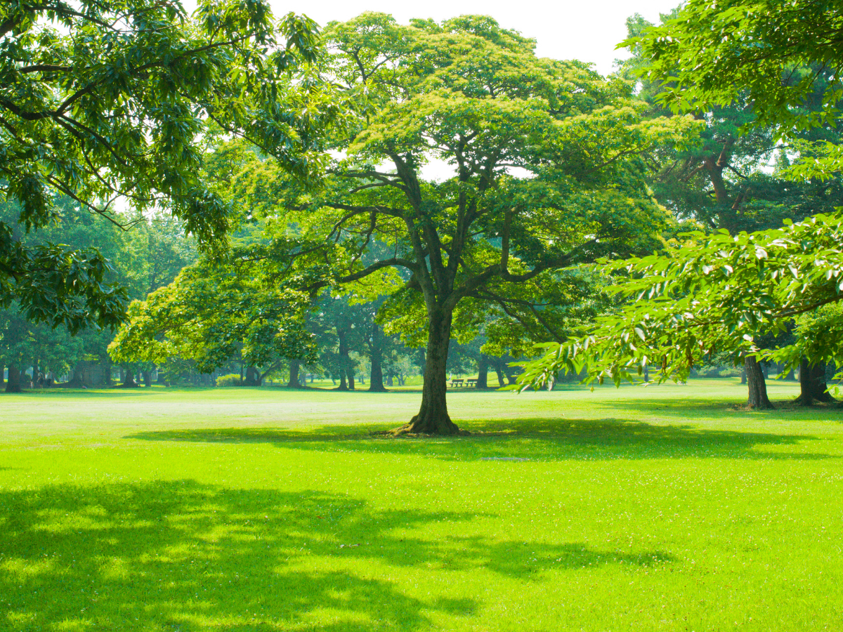 rothamsted park ash scattering