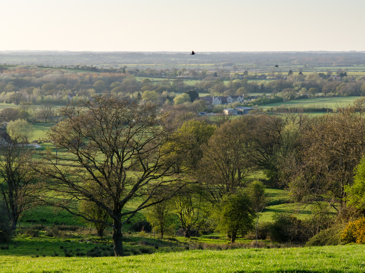 woods in Oxfordshire