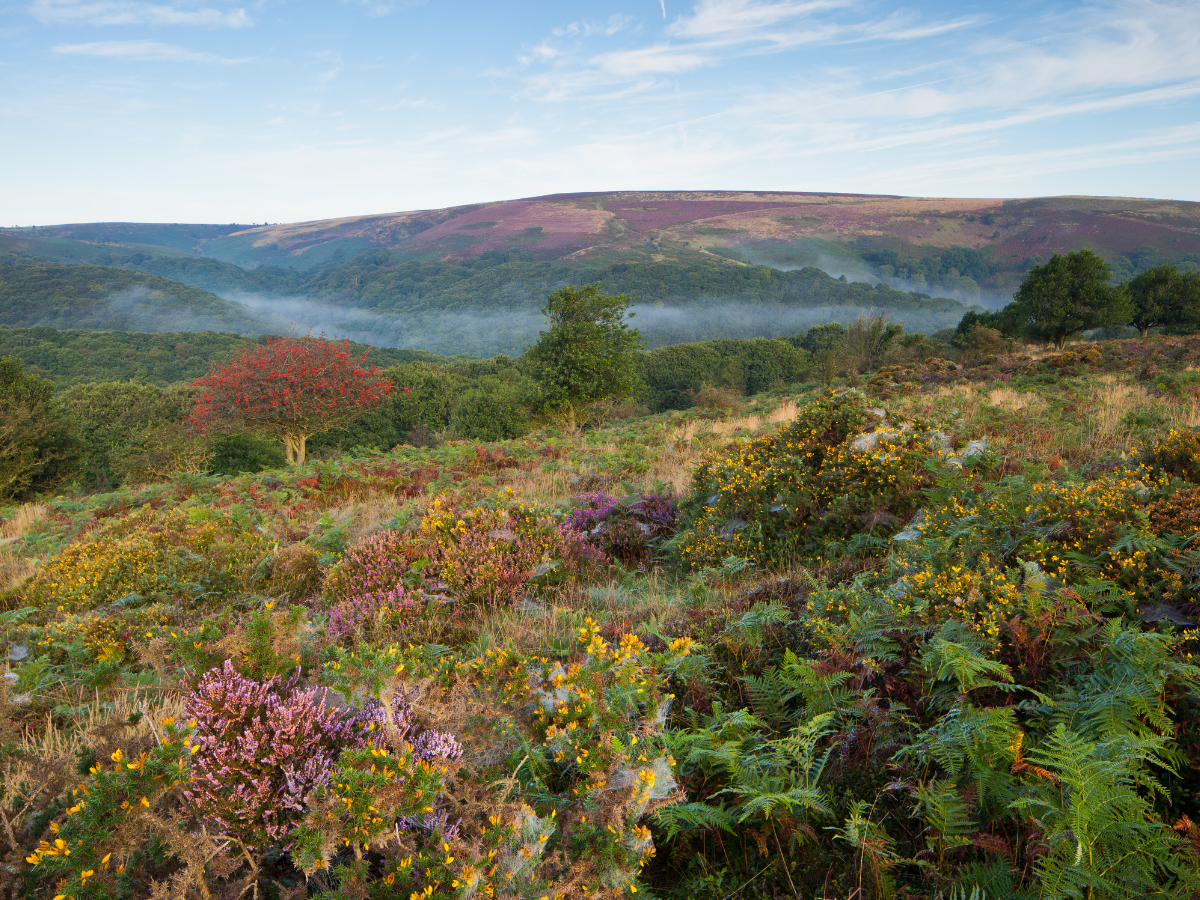quantock hills Somerset