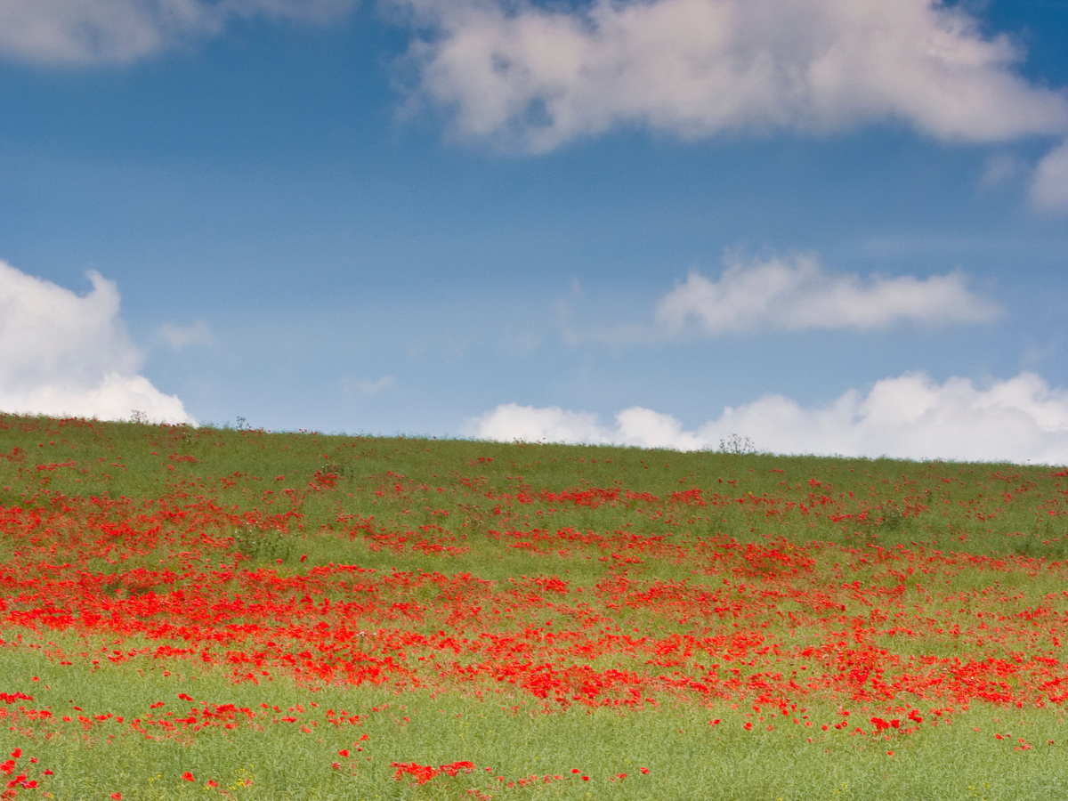 ashes scattering in Wiltshire
