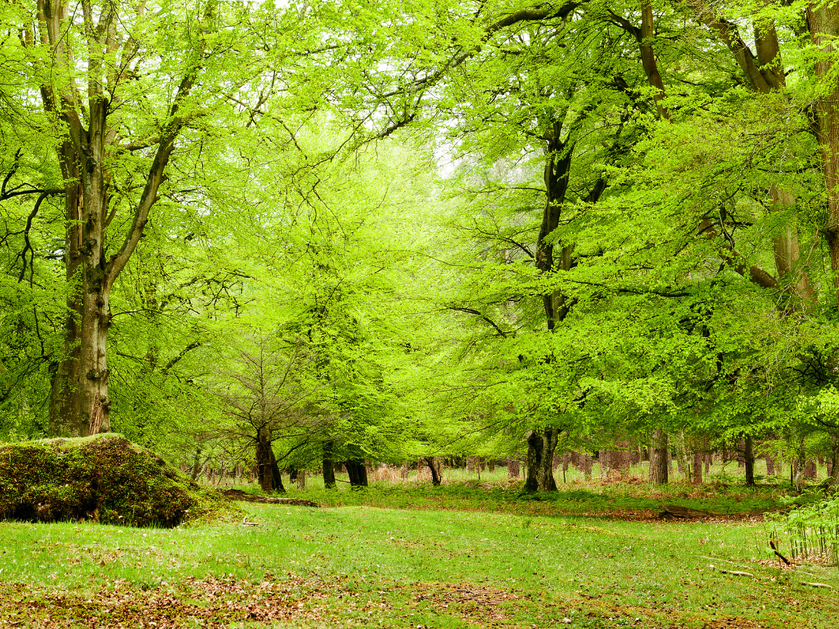 scattering ashes on the isle of wight