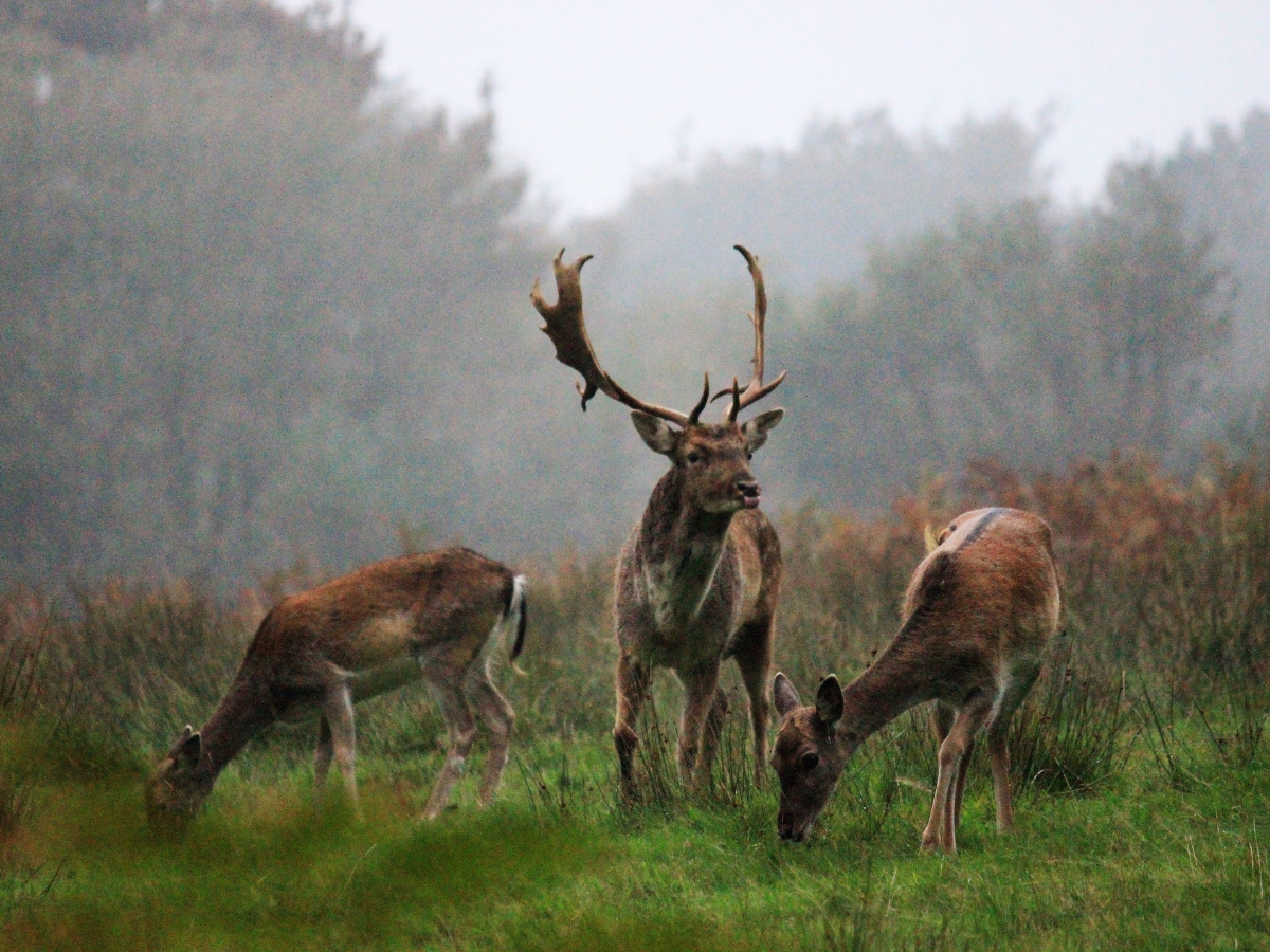 scattering ashes in the new forest
