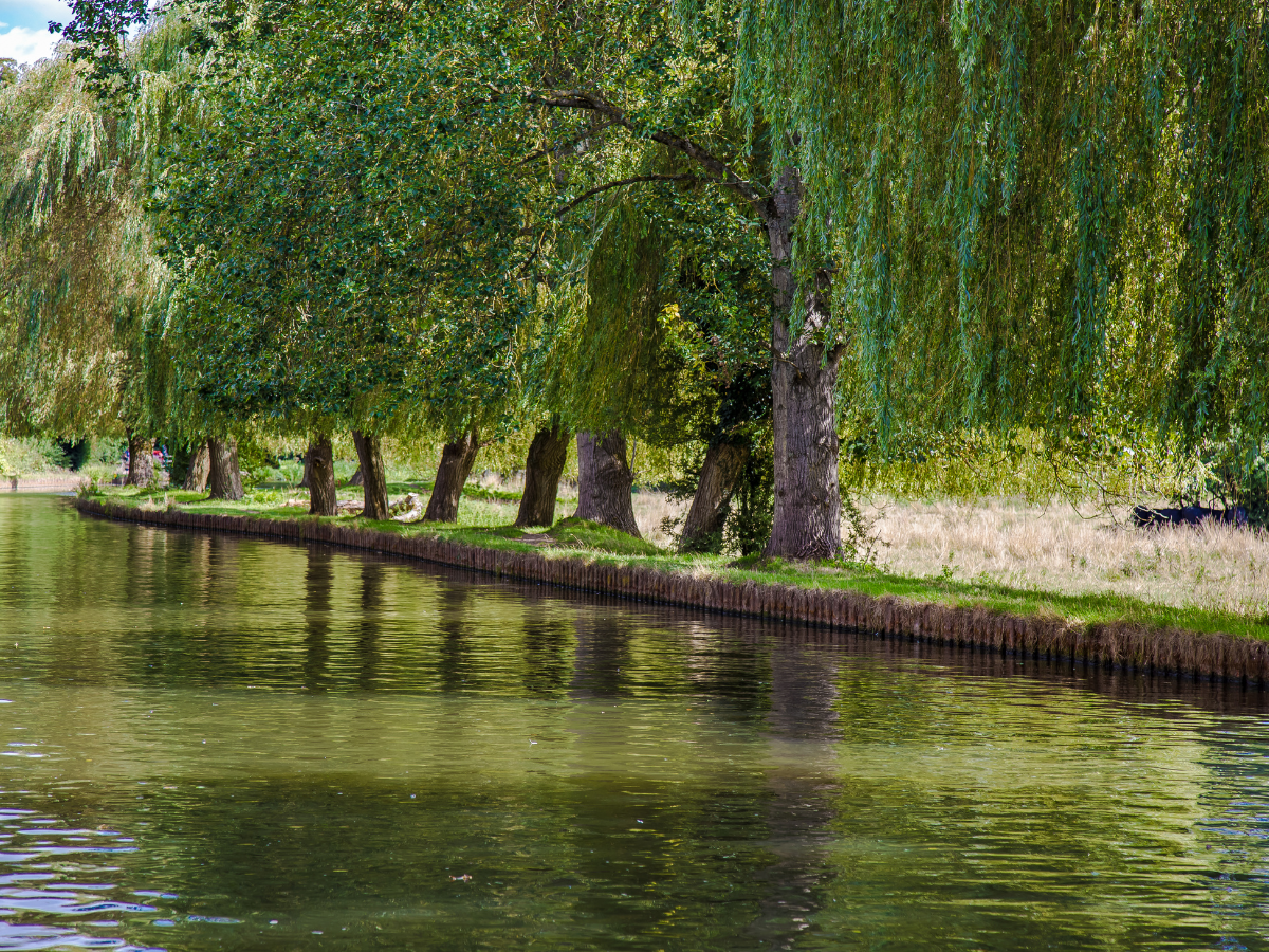 river wey in surrey