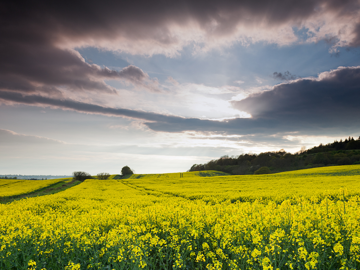 Stunning Places to Scatter Ashes in Surrey, UK