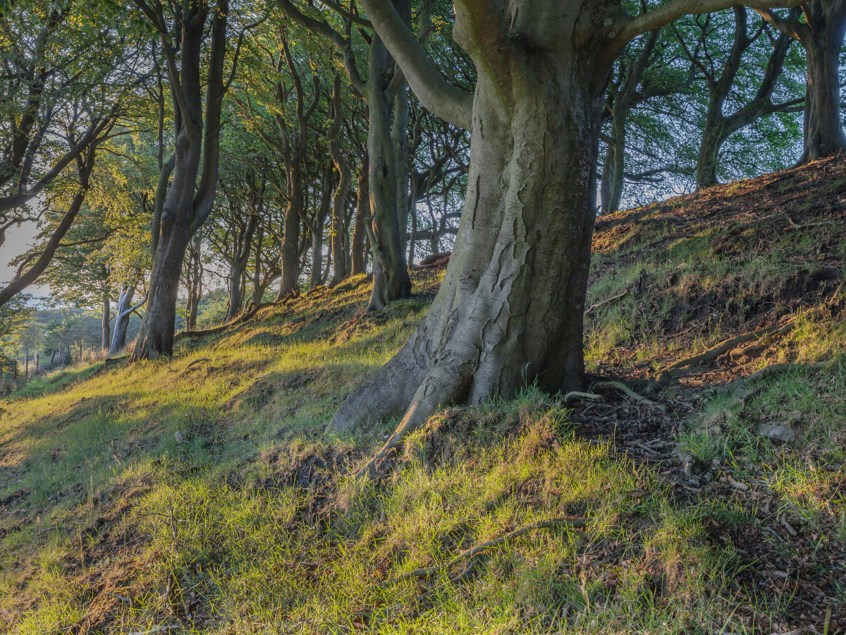 scattering ashes in Ruislip Woods